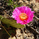 Prickly pear cactus